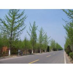 優質園林綠化工程 武昌道路綠化與龍勝物業的專業服務
