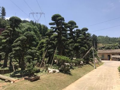 貴陽苗木栽培技術(shù)要點(diǎn)與貴州誼信園林綠化工程實(shí)踐