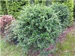 專業綠化植工程服務——中山市東區廣茵園藝工程部全方位介紹